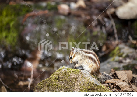 松鼠 松鼠 64374843