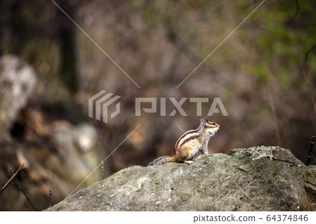 松鼠 松鼠 64374846