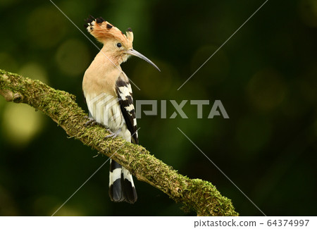 Eurasian Hoopoe or Common hoopoe (Upupa epops) 64374997