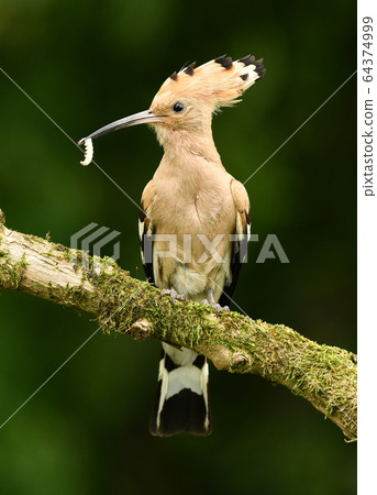 Eurasian Hoopoe or Common hoopoe (Upupa epops) Eurasian Hoopoe or Common hoopoe (Upupa epops) 64374999
