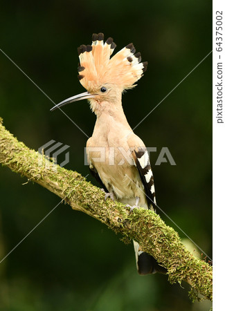 Eurasian Hoopoe or Common hoopoe (Upupa epops) 64375002