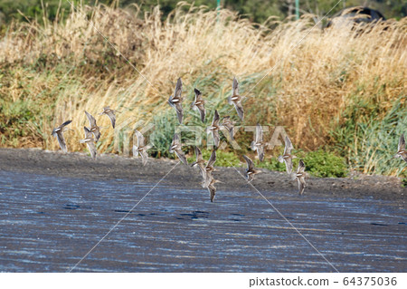 flying dowitcher and sandpiper 64375036