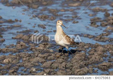 pectoral sandpiper 64375063