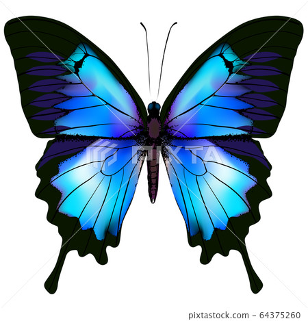 Butterfly vector illustration 64375260