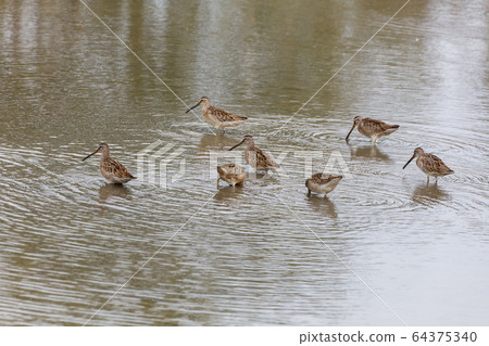 Long billed dowitcher 64375340