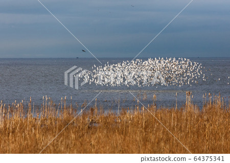 Flock of Dunlin 64375341
