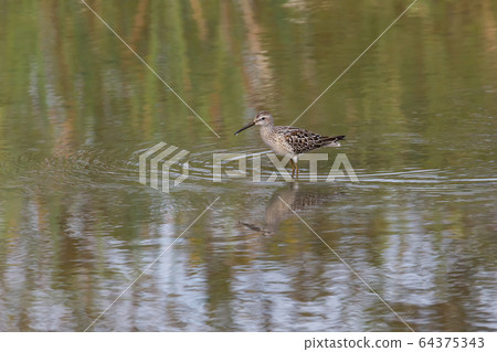 Stilt Sandpiper bird Stilt Sandpiper bird 64375343