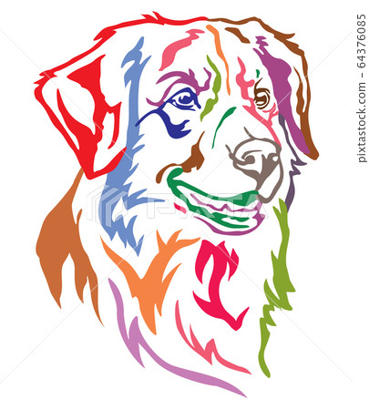 Colorful decorative portrait of Dog Toller vector Colorful decorative portrait of Dog Toller vector 64376085