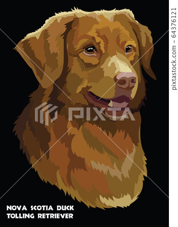 Toller colorful vector portrait Toller colorful vector portrait 64376121
