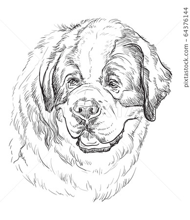 St. Bernard vector hand drawing portrait 64376144