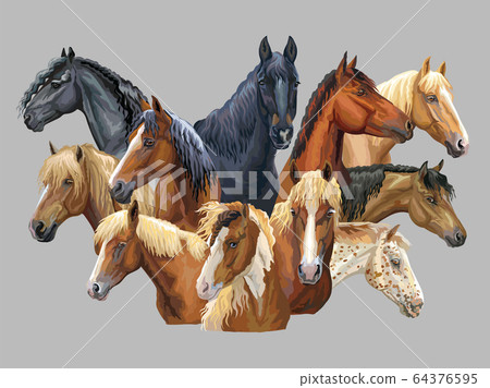Set of horses breeds 10 64376595