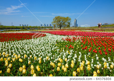 Colorful tulip fields and blue sky blooming on the riverbed of urban agricultural park Colorful tulip fields and blue sky blooming on the riverbed of urban agricultural park 64376808