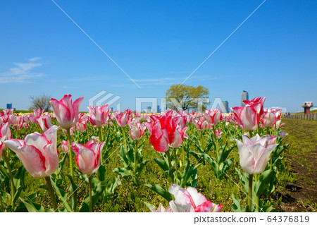 開花在都市農業公園河床的五顏六色的鬱金香領域和藍天 64376819