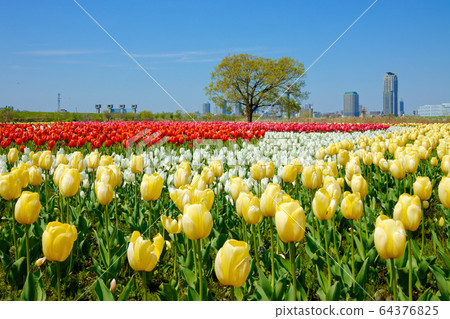 Colorful tulip fields and blue sky blooming on the riverbed of urban agricultural park 64376825