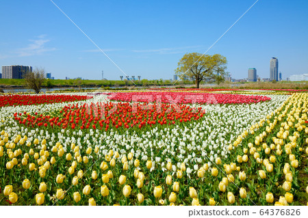 Colorful tulip fields and blue sky blooming on the riverbed of urban agricultural park Colorful tulip fields and blue sky blooming on the riverbed of urban agricultural park 64376826