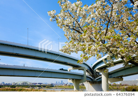 View of the Five-colored Sakura Bridge from the Arakawa River 64376894