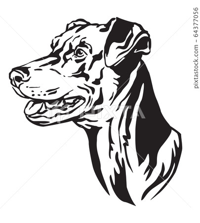 插图素材: decorative portrait of dog german pinscher vector