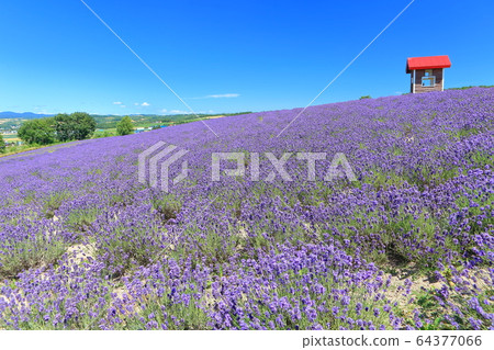 [Hokkaido] Hinode Park Lavender Garden under sunny weather 64377066
