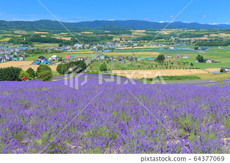 [Hokkaido] Hinode Park Lavender Garden under sunny weather 64377069