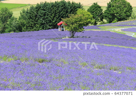 [北海道]日照公園薰衣草花園在晴朗的天氣下 64377071