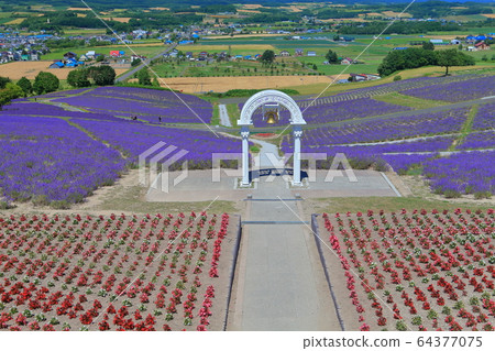 [北海道]日照公園薰衣草花園在晴朗的天氣下 64377075