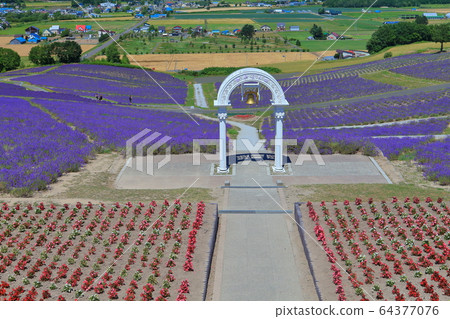 [北海道]日照公園薰衣草花園在晴朗的天氣下 64377076