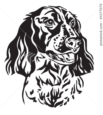 Decorative portrait of Dog Russian Spaniel vector Decorative portrait of Dog Russian Spaniel vector 64377079