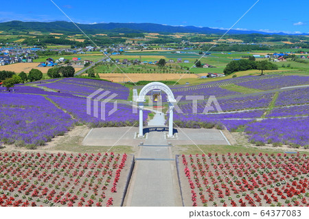 [北海道]日照公園薰衣草花園在晴朗的天氣下 64377083