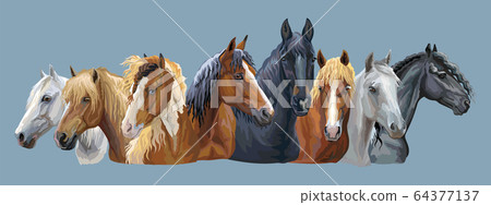 Set of horses breeds 7 Set of horses breeds 7 64377137
