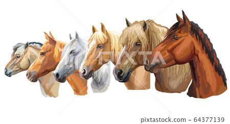Set of horses breeds 5 Set of horses breeds 5 64377139