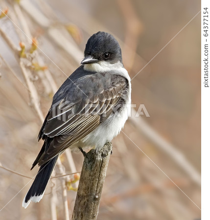 Eastern Kingbird, Tyrannus tyrannus, on post 64377154