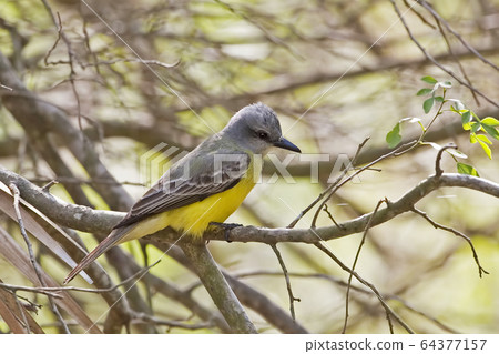 Couch's Kingbird, Tyrannus couchii, , perched on 64377157