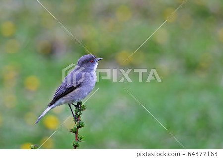 Fire-eyed Diucon, Xolmis pyrope, perched on branch 64377163