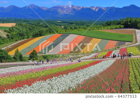 [Hokkaido] Biei Shikisai Hill under sunny weather 64377313