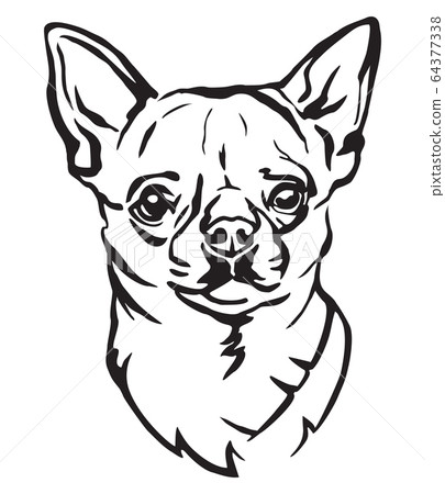 Decorative portrait of Dog Chihuahua vector Decorative portrait of Dog Chihuahua vector 64377338