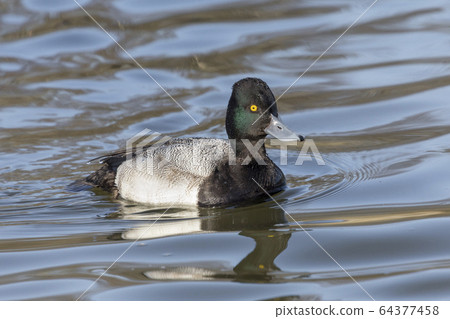 male Lesser scaup duck male Lesser scaup duck 64377458