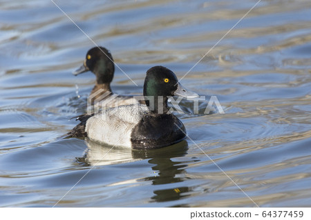 male Lesser scaup duck 64377459