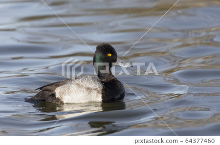 male Lesser scaup duck 64377460