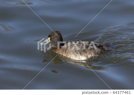 Female Lesser scaup duck 64377461