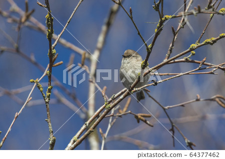 American bushtit bird 64377462