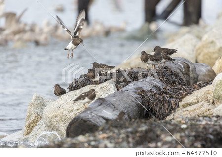 black turnstone bird 64377510