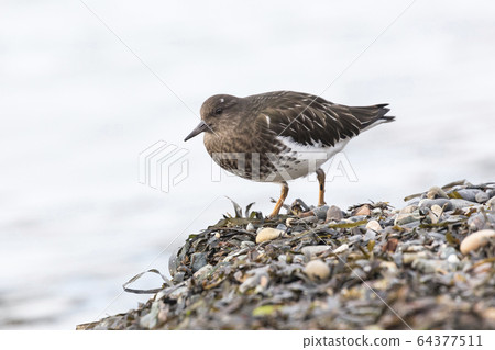 black turnstone bird 64377511