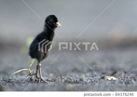 Water Rail (Rallus aquaticus) close up - young one 64378246