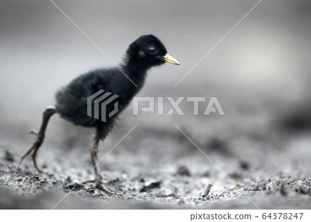 Water Rail (Rallus aquaticus) close up - young one 64378247