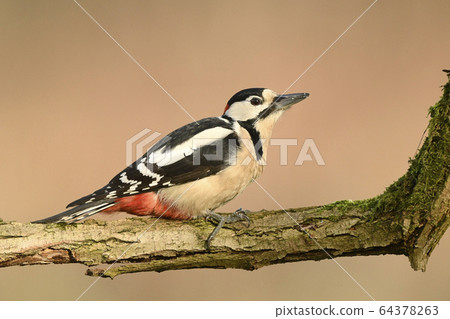 Great Spotted Woodpecker (Dendrocopos major) Great Spotted Woodpecker (Dendrocopos major) 64378263