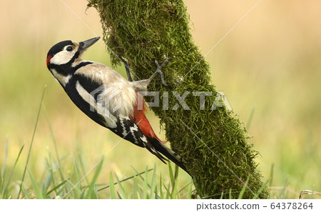 Great Spotted Woodpecker (Dendrocopos major) Great Spotted Woodpecker (Dendrocopos major) 64378264