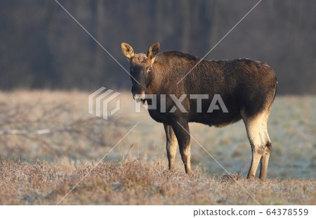 Elk / Moose (Alces alces) close up 64378559
