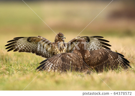 Common buzzard (Buteo buteo) in fight Common buzzard (Buteo buteo) in fight 64378572