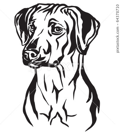 Decorative portrait of Rhodesian Ridgeback Dog 64378710