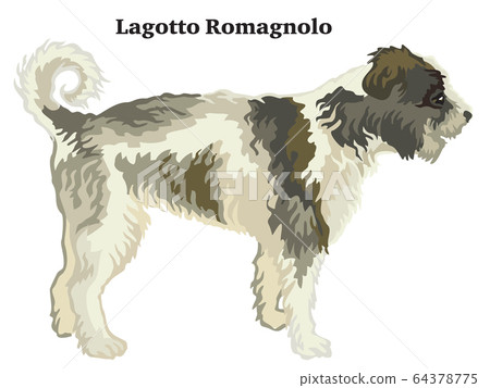 Colored decorative standing portrait of Lagotto Colored decorative standing portrait of Lagotto 64378775